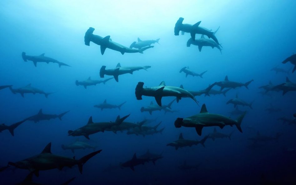 Występuje na głębokości od 1-110m. Charakterystyczna budowa głowy sprawia, że pole widzenia rekina o