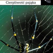 W pajęczej sieci Camilleriego