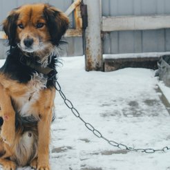 Michał Długosz: Obecnie ochrona zwierząt jest loterią: zależy od wrażliwości sąsiadów, determinacji 