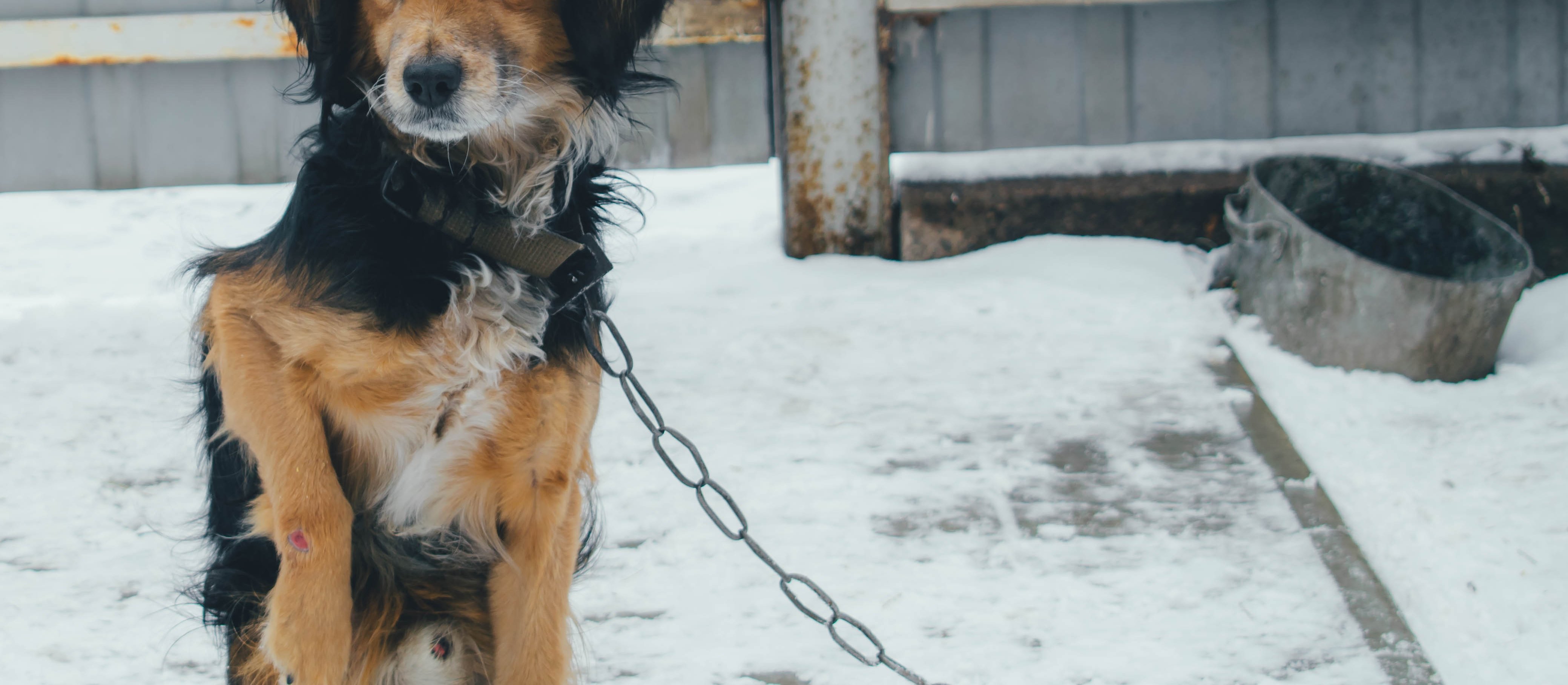 Michał Długosz: Ustawowe minimum, moralne maksimum w ochronie zwierząt