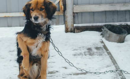 Michał Długosz: Obecnie ochrona zwierząt jest loterią: zależy od wrażliwości sąsiadów, determinacji 