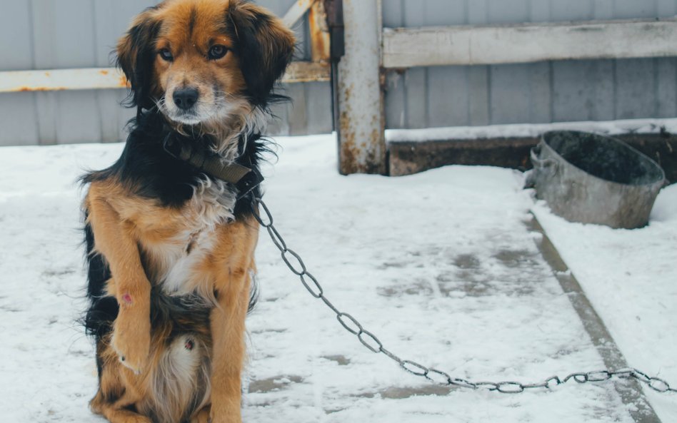 Michał Długosz: Obecnie ochrona zwierząt jest loterią: zależy od wrażliwości sąsiadów, determinacji 
