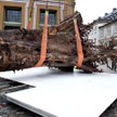 Jedno z dziesięciu tropikalnych drzew użyte podczas artystycznej instalacji na Thorvaldsens Square w