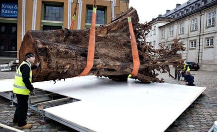 Jedno z dziesięciu tropikalnych drzew użyte podczas artystycznej instalacji na Thorvaldsens Square w
