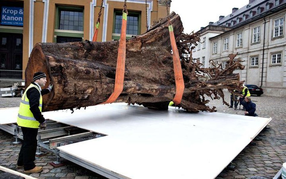 Jedno z dziesięciu tropikalnych drzew użyte podczas artystycznej instalacji na Thorvaldsens Square w