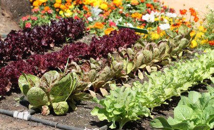 Działy specjalne produkcji rolnej zdefiniowane w ustawie o PIT