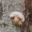 Helix pomatia na francuskie stoły