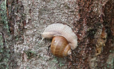 Helix pomatia na francuskie stoły