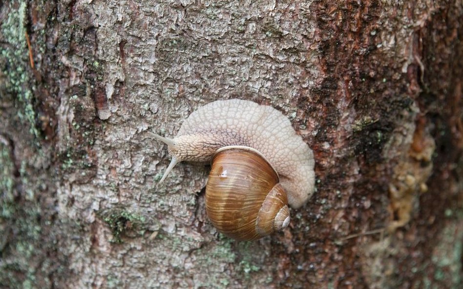 Helix pomatia na francuskie stoły