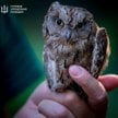 Sowy są inspiracją dla inżynierów, którzy chcą zwiększyć możliwości dronów