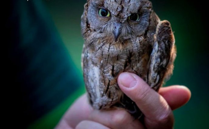 „Sowa” dostarczy paczkę. Tak wyglądają drony przyszłości z AI