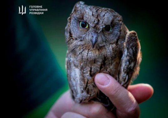 Jedna z uratowanych sów