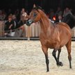 Klacz Efidenia na aukcji Koni Arabskich Czystej Krwi Pride of Poland