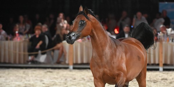 Polish state Arabian horse stud farms lost over 10 million zloty under new coalition