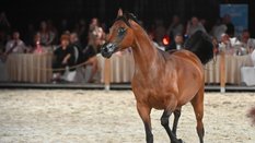 Klacz Efidenia na aukcji Koni Arabskich Czystej Krwi Pride of Poland