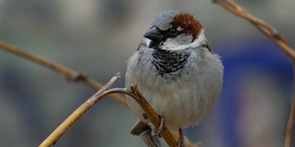 Birds and butterflies are disappearing from Europe. Eurostat data: The worst is in the provinces