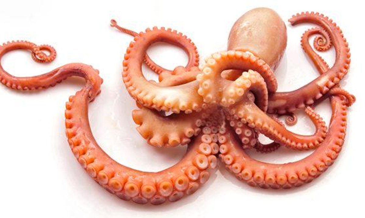 Genetyka: Uczeni odkodowali DNA ośmiornicy - rp.pl