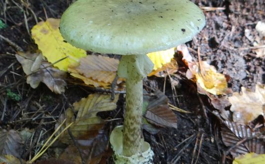Muchomor zielonawy