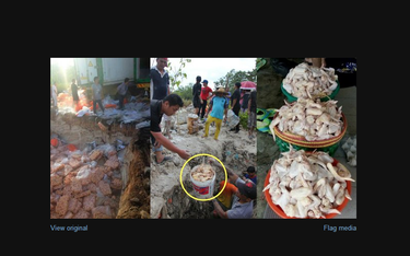 Władze Malezji apelują: Nie jedzcie kurczaków wykopanych z ziemi