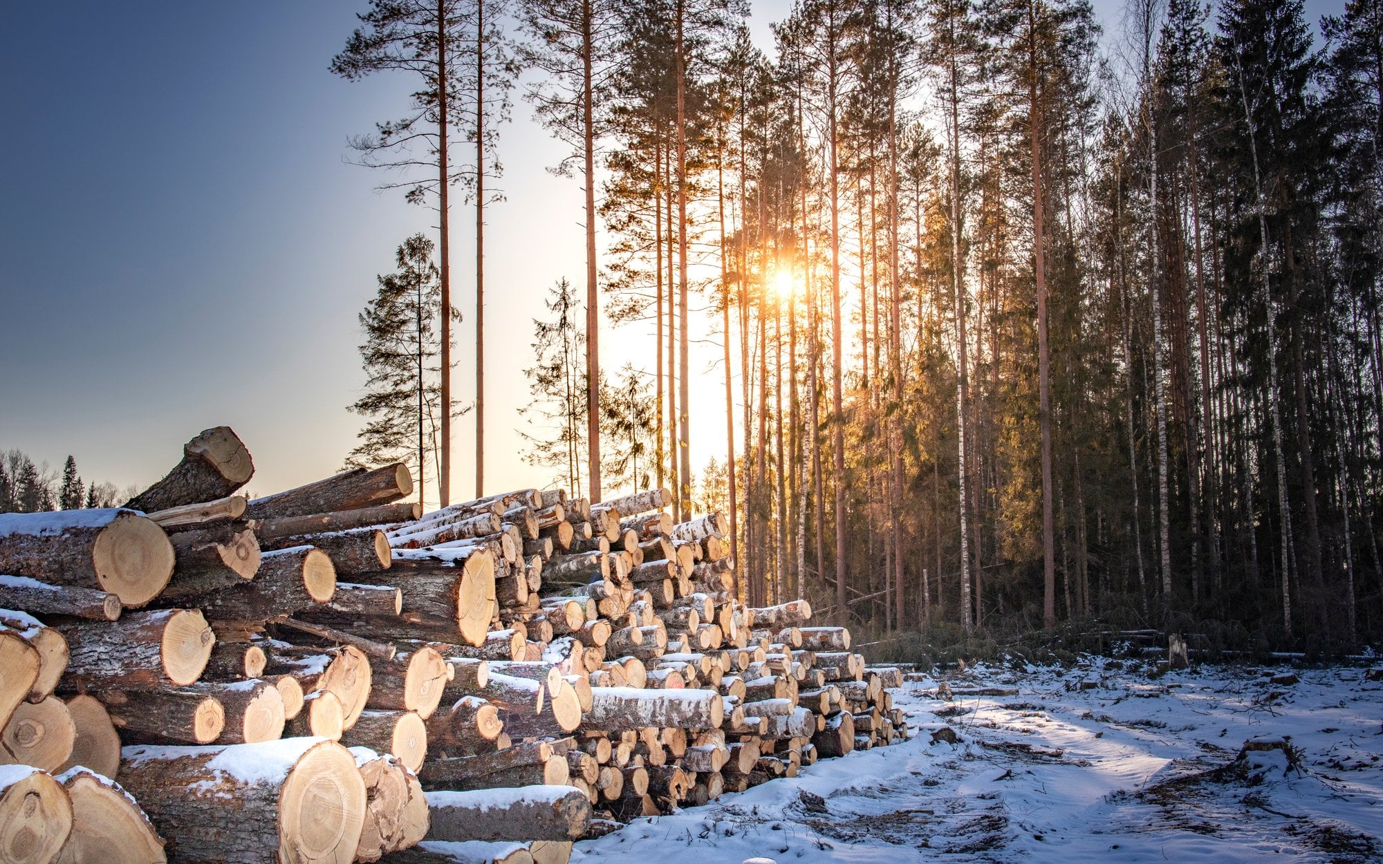 Naukowcy stworzyli drewno, które w nocy zamienia światło słoneczne w prąd