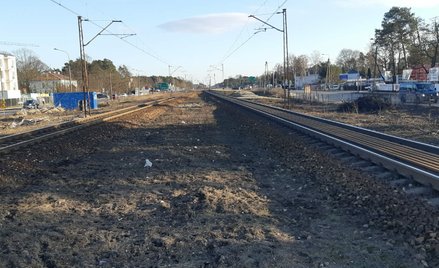 Usunięto w sumie ok. 19 tysięcy drzew i krzewów o różnej średnicy pni – głównie samosiejek. Tak pods