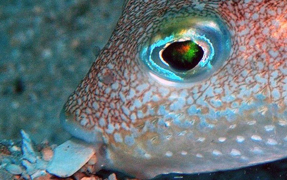 Niewielka ryba odpowiada za nietypowe kręgi na piaszczystym dnie morza