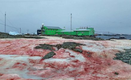 Skąd w Antarktyce wziął się czerwony śnieg?