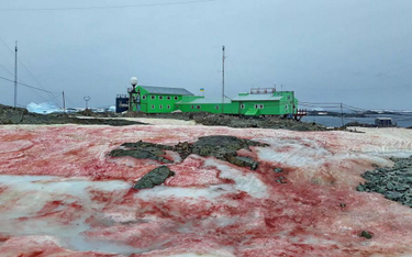 Skąd w Antarktyce wziął się czerwony śnieg?