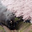 Japonia zakwitła