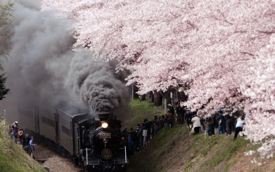 Japonia zakwitła