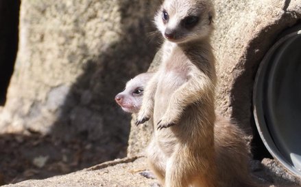 Najbardziej charakterystyczną cechą surykatek jest "stanie na baczność", tę umiejętność tzreba ćwicz