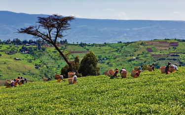 W górach koło Kericho, w kraju plemienia Kalenjin mijaliśmy olbrzymie dywany upraw herbaty.
