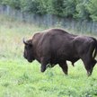 Szkody wyrządzone przez żubry, wilki i niedźwiedzie w Trybunale