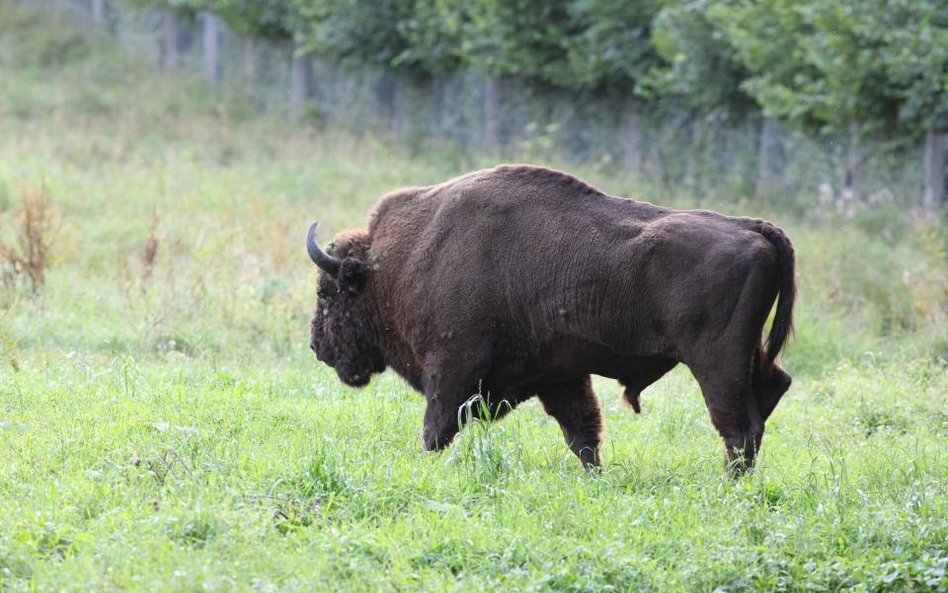 Szkody wyrządzone przez żubry, wilki i niedźwiedzie w Trybunale