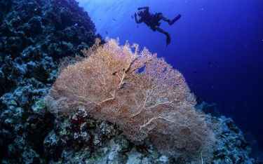 Kolorowe życie rafy koralowej w Szarm el-Szejk