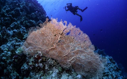 Kolorowe życie rafy koralowej w Szarm el-Szejk