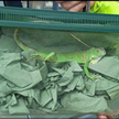 Iguana w biustonoszu