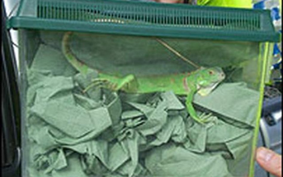 Iguana w biustonoszu