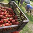Skup owoców od rodzimych producentów w podatkowej księdze przychodów i rozchodów