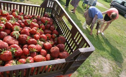 Skup owoców od rodzimych producentów w podatkowej księdze przychodów i rozchodów