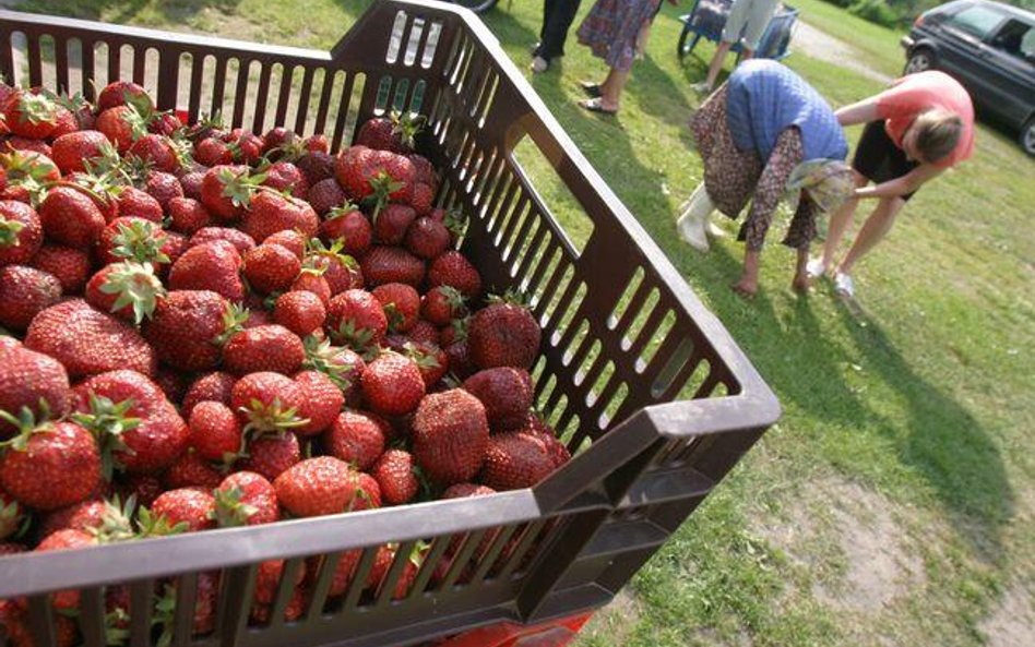 Skup owoców od rodzimych producentów w podatkowej księdze przychodów i rozchodów