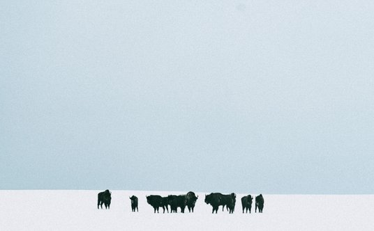 kadr z filmu "Bloodline" w reż. Wojciecha Węglarza