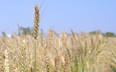 W pszenicy z Ukrainy składowanej na Słowacji wykryto pestycyd zakazany w UE