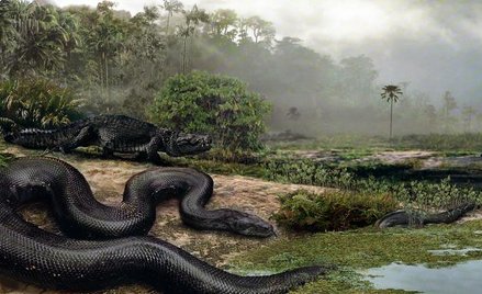 Titanoboa cerrejonensis to największy gad, jaki kiedykolwiek pełzał po Ziemi. Tak artysta wyobraża s