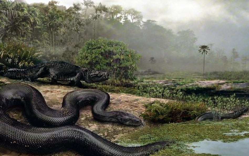 Titanoboa cerrejonensis to największy gad, jaki kiedykolwiek pełzał po Ziemi. Tak artysta wyobraża s