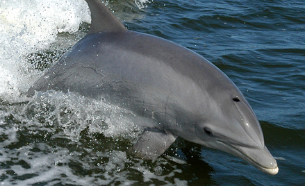 Rzeź delfinów na Wyspach Owczych. Nie żyje prawie 100 ssaków
