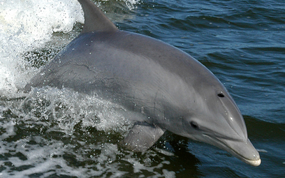 Rzeź delfinów na Wyspach Owczych. Nie żyje prawie 100 ssaków