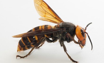 USA i Kanada wypowiadają wojnę morderczym szerszeniom