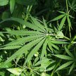 Marihuana z akcyzą. Nawet 60 mln dolarów zysku dla budżetu