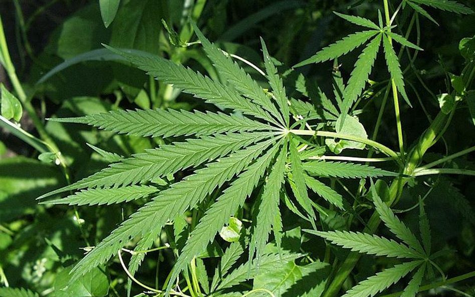 Marihuana z akcyzą. Nawet 60 mln dolarów zysku dla budżetu